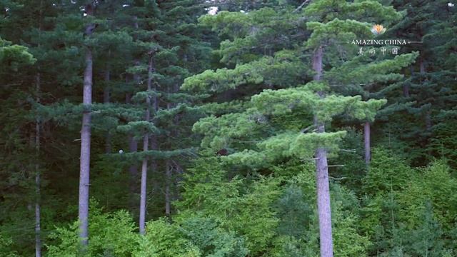 Горы красного кедра Сяосинъань в провинции Хэйлунцзян смотреть онлайн