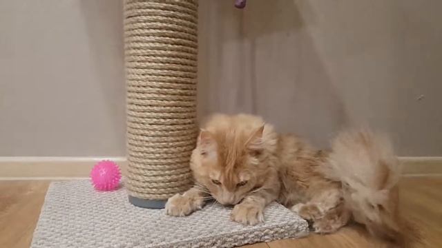 Мейн кун персик и кошачьи мята. Учимся пользоваться когтеточкой.