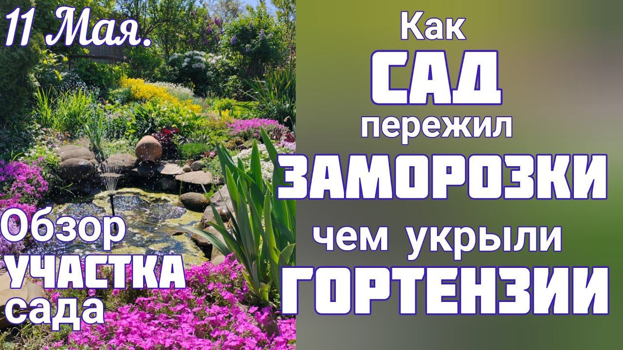 ЦВЕТЕНИЕ сада 11 мая НАШЕ необычное УКРЫТИЕ для ГОРТЕНЗИЙ❄️СПАСАЕМ от ХОЛОДА❄️ прогулка по саду. смотреть онлайн