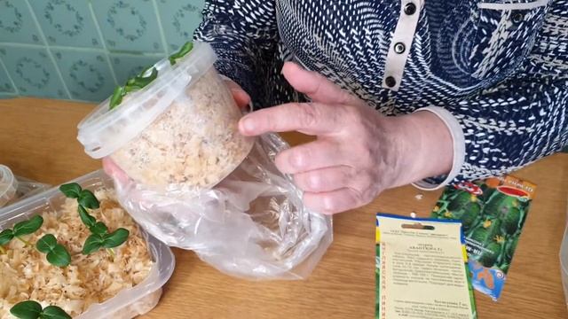Крепкая Рассада Огурцов ЗА 3 ДНЯ! смотреть онлайн