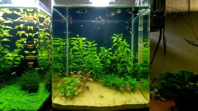 Уборка #Dennerle_NanoCube_20L Сифонка песка. Стрижка. смотреть онлайн