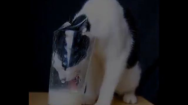 танец котов смотреть онлайн