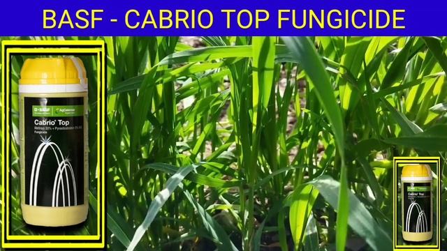 Cabrio Top Fungicide | BASF Cabrio Top Fungicide | Cabrio Top Fungicide Technical смотреть онлайн