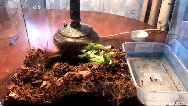 ЖИЗНЬ УЛИТОК В ТЕЧЕНИИ 4-Х ЧАСОВ // РАССЛАБЛЯЮЩЕЕ ВИДЕО смотреть онлайн