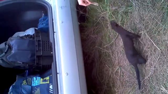 Смешные животные норка ест шинку 04 10 2012 13 53 561 смотреть онлайн