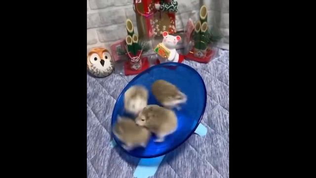 Подборка смешных видео про хомяков. Забавные и милые моменты с животными.