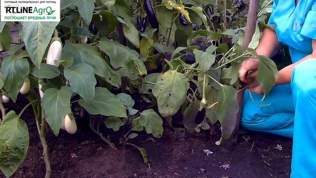 Стройка в Фокусе