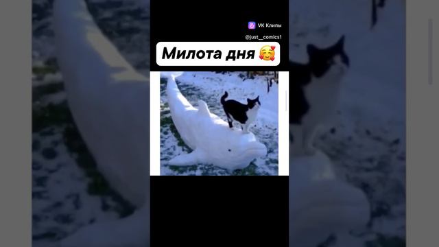 немного милоты
