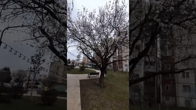 #shorts Тбилиси Цветет миндаль Март 2021 смотреть онлайн