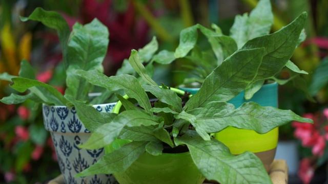 Crocodile Fern Care || Microsorum musifolium || Fern Friday Season 2: episode 3