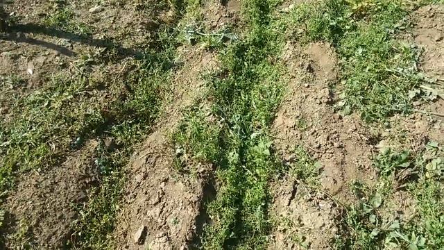 Ботворезка ,кошу картофельную ботву. смотреть онлайн