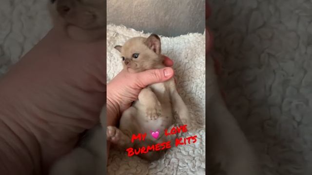 ☕️Любителям «кофе с молоком»- шоколадные котята бурмы? смотреть онлайн