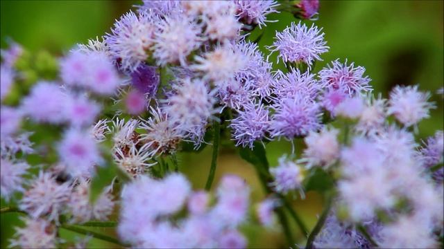 In the Garden: 'Dondo Blue' Ageratum - Ornamental Cut Flower Gardening смотреть онлайн