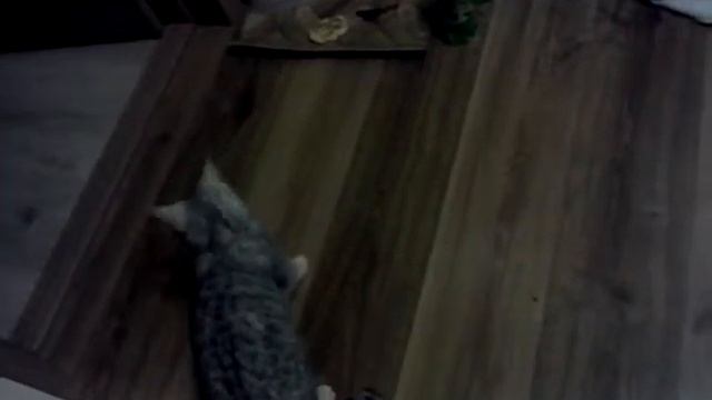 ЕДЫ БОЮСЬ Я!!! смотреть онлайн