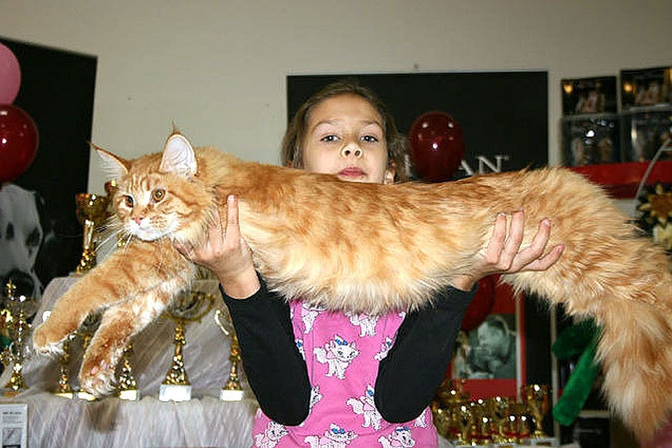 Самый длинный кот! смотреть онлайн