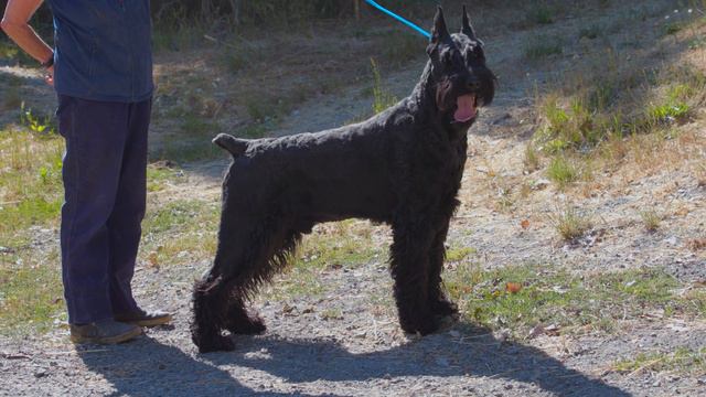 ALL ABOUT GIANT SCHNAUZERS: THE MOST VERSATILE LARGE BREED смотреть онлайн