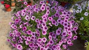 Как правильно ухаживать за петуниями, чтобы цветение длилось весь сезон? Раскрываем секреты.