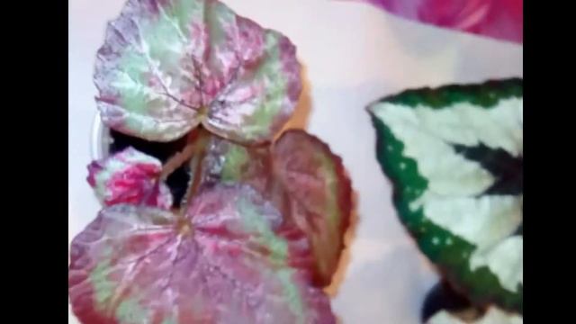 Сеянцы бегоний. Растем понемногу смотреть онлайн