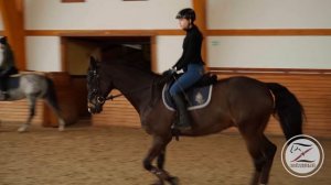 Работа шенкелем / Уроки верховой езды / Как должна лежать нога / Закономерности в работе шенкелем