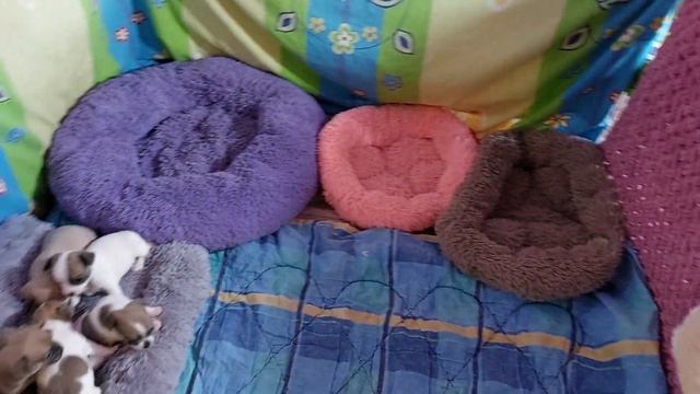 Этуаль бультерьер Кастропуло знакомиться с малышами чихуахуа питомник смотреть онлайн