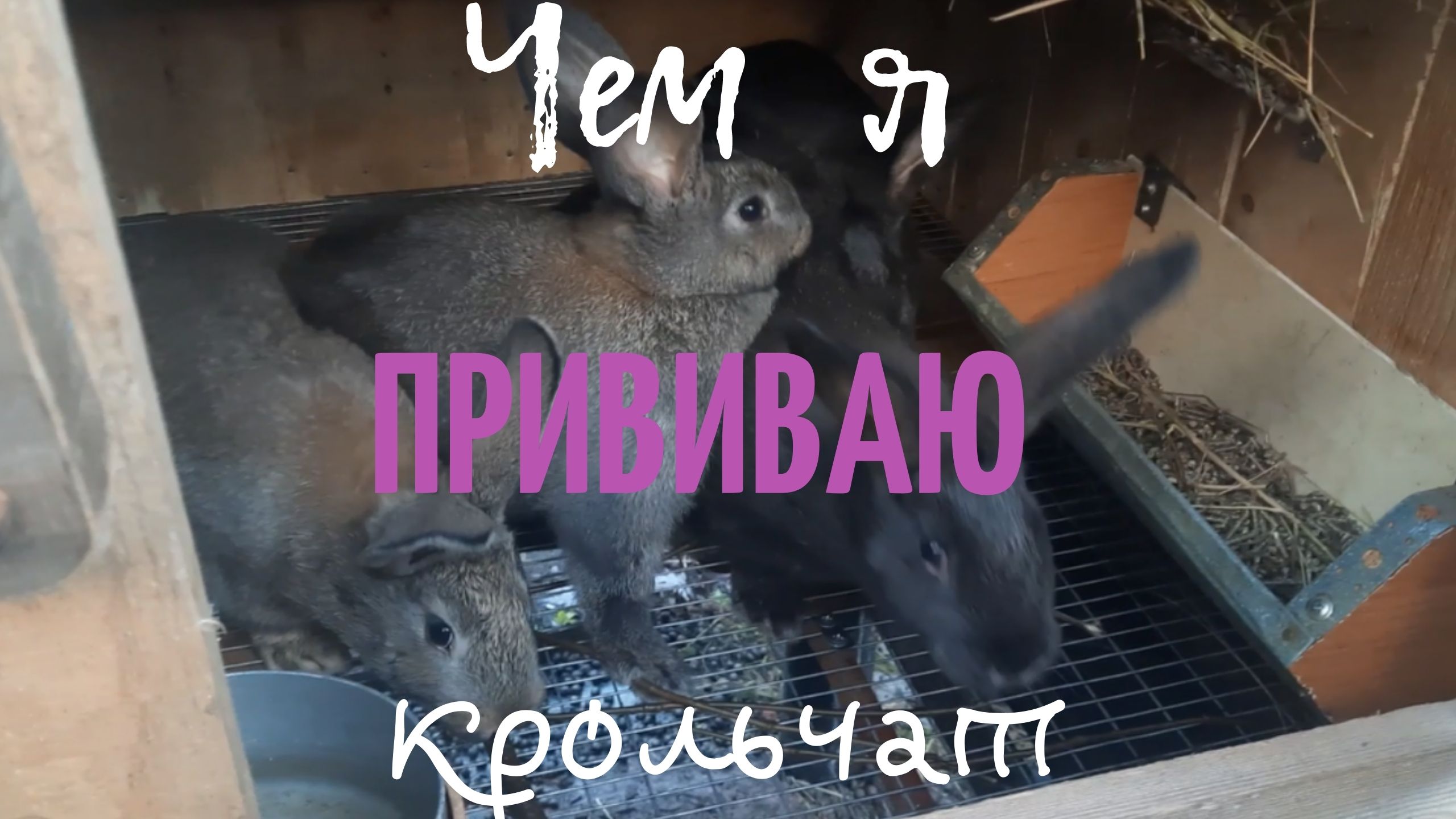 Содержание и уход за кроликами на моей мини ферме. смотреть онлайн