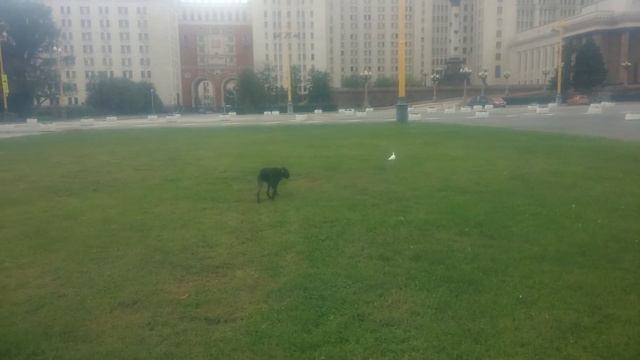 Дратхаар Корс 4 месяца (Drathaar) Отрабатываем стойку и подводку в МГУ) смотреть онлайн