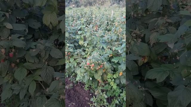 малина Полана в Красном Востоке смотреть онлайн