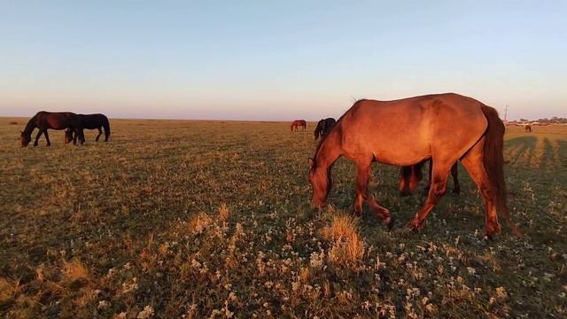 Кубок, жеребёнок породы Русский тяжеловоз. смотреть онлайн