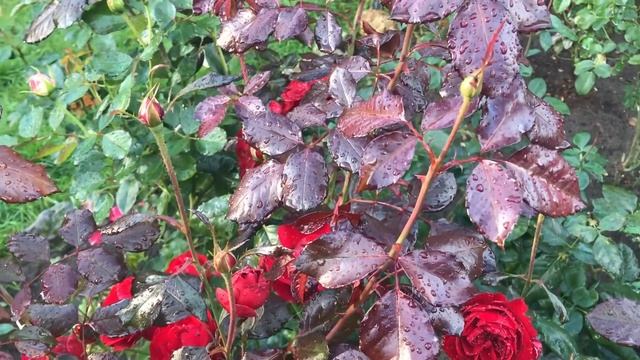 Ложная мучнистая роса (ЛМР):Лечение и профилактика. Фунгициды для профилактики грибковых заболевани