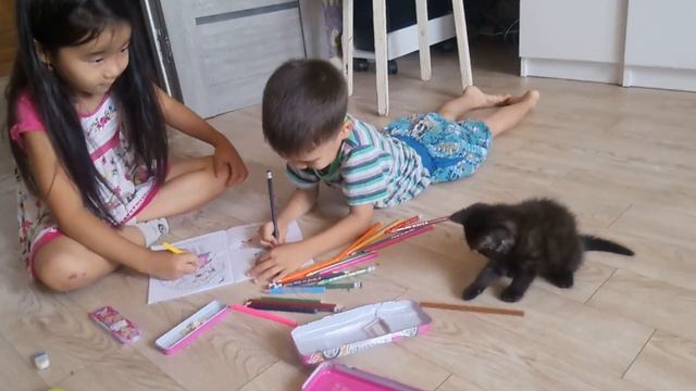 Британская кошка. Знакомства часть 2. Муисса хочет рисовать! смотреть онлайн