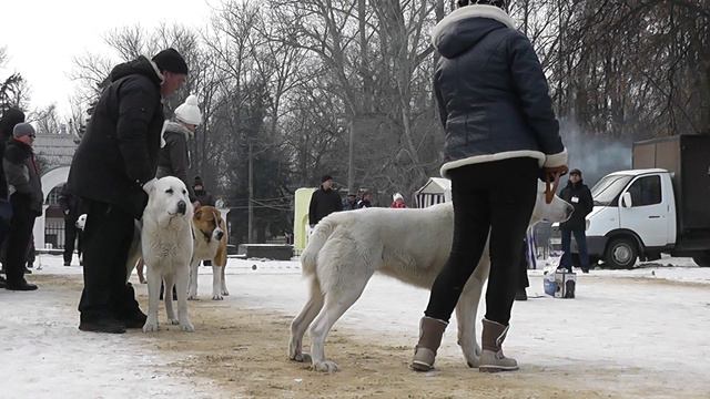Моно среднеазиатских овчарок, 25.01.15 г., г. Тула смотреть онлайн