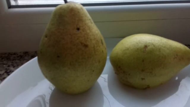 Неизвестный но ОЧЕНЬ вкусный сорт груши от Максима Гаранжи смотреть онлайн