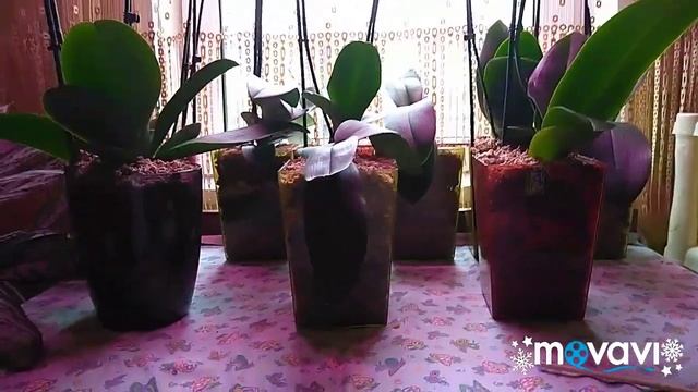 #Орхидеи #фаленопсис #ответы новичка. смотреть онлайн