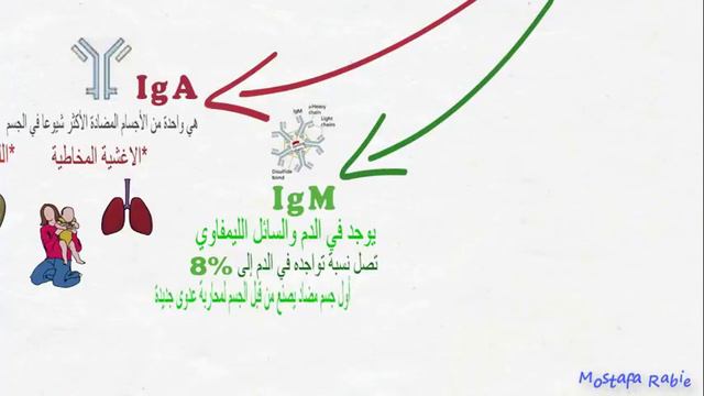 ما هي الاجسام المضادة وانوعها وخصائصها ؟ (antibodies) (immunoglobulin) смотреть онлайн