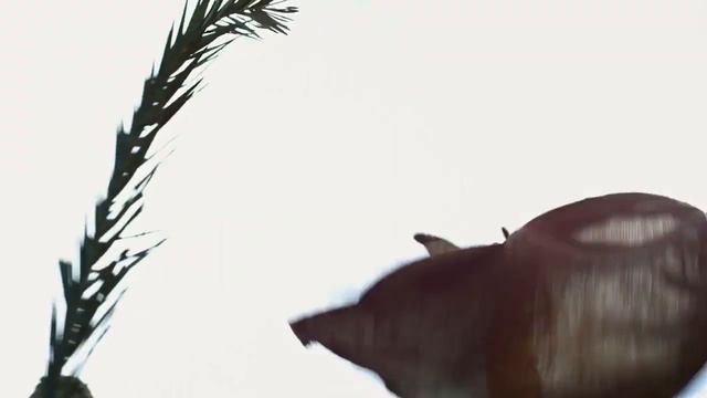 Koma | Mark 11:1-14 смотреть онлайн