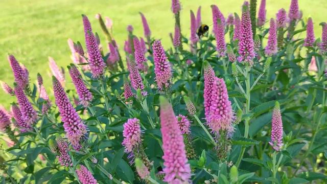 Veronika „First Love“ (Veronica Spicata)  2021 07 22