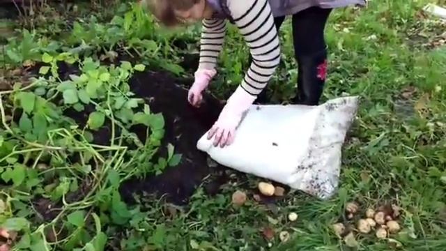 Итог выращивания картофеля в мешках. смотреть онлайн