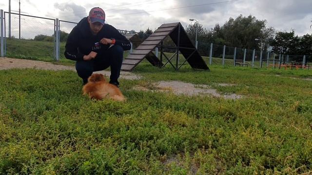 Как приучить собаку к команде «Лежать» / ЛДЧ смотреть онлайн