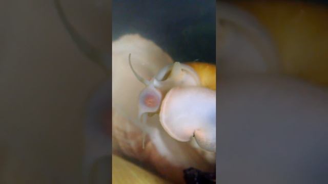 Как улитка ампулярия чистит стёкла аквариума смотреть онлайн