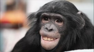 После представления у шимпанзе Бони