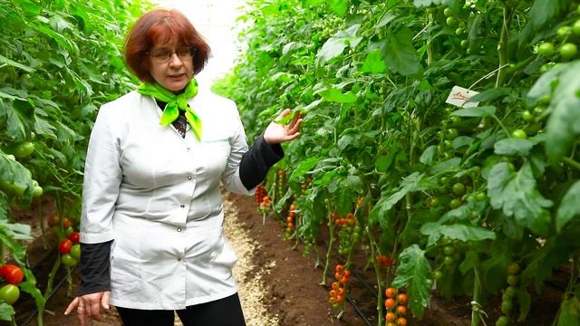 Томат Волшебная арфа. Гипоаллергенный коктельный томат оранжевого цвета от агрофирмы Поиск. смотреть онлайн