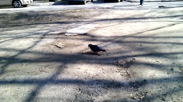 Голубь клюёт какую-то хрень посреди улицы смотреть онлайн