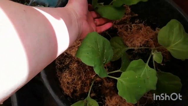 Балконный огород 🌿#огород #балкон смотреть онлайн