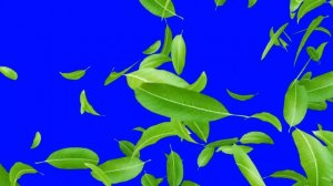 Футаж HD. Переход - зеленые листья, хромакея