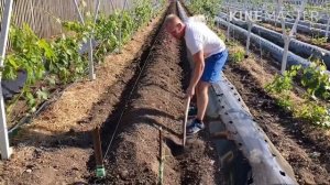 Как сделать бугры для клубники.