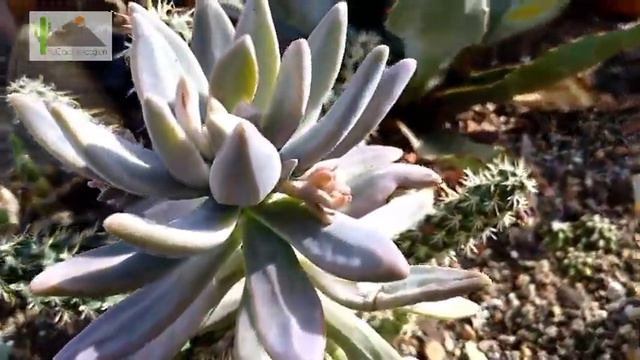 Graptosedum 'Francesco Baldi', Croissance Hivernale