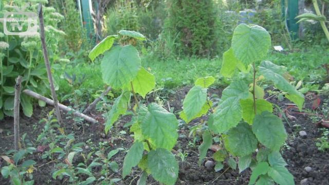 Лещина обыкновенная ➡ Посадка и уход ? Видеообзор hitsadTV смотреть онлайн