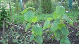 Лещина обыкновенная ➡ Посадка и уход ? Видеообзор hitsadTV