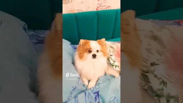 бесконечное видео