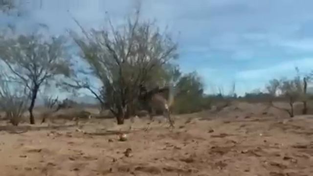 Страусы на измене смотреть онлайн